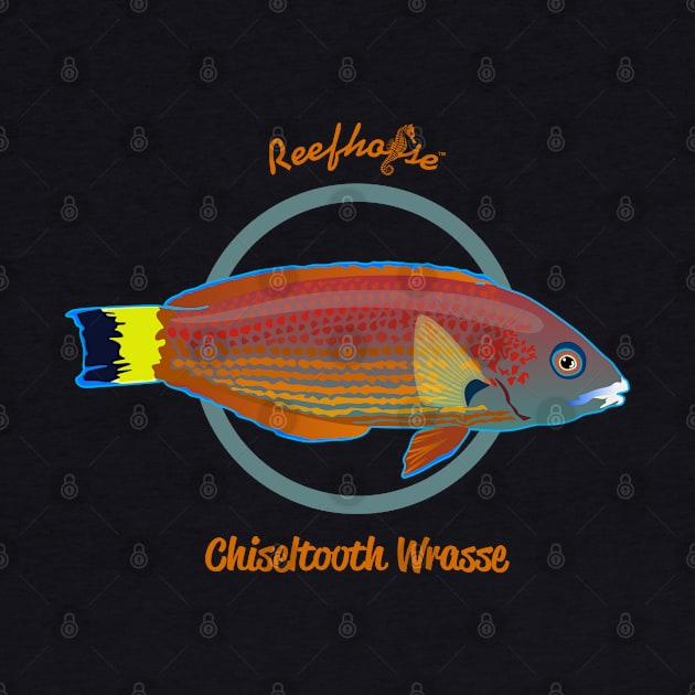 Chiseltooth Wrasse by Reefhorse